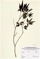 藏品(黃荊)的圖片